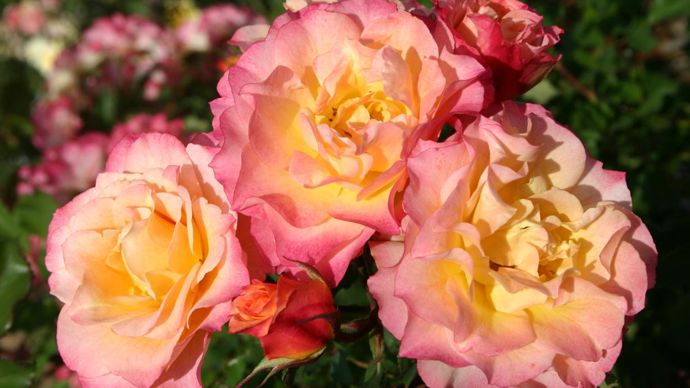 Grand prix toutes catégories 12è édition (2020) : Rosa LANDLUST® ‘Kortuberlou’ (buisson à fleurs groupées). Obtenteur Kordes. ©SNHF